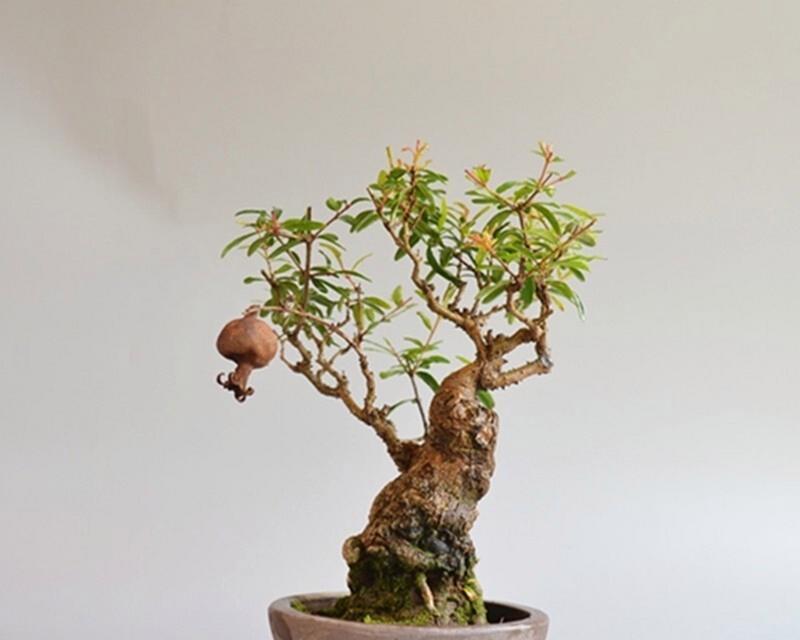 盆栽果树修剪技巧有哪些？如何促进多挂果？