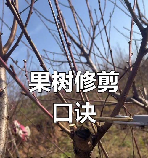 盆栽果树修剪技巧有哪些？如何促进多挂果？