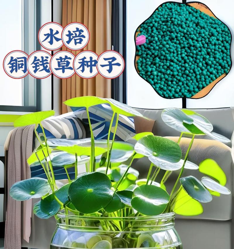 水培铜钱草需要注意什么？有哪些成功的技巧？