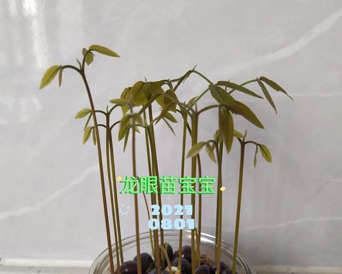 桂圆籽在小盆栽中的种植方法是什么？如何保证成活率？
