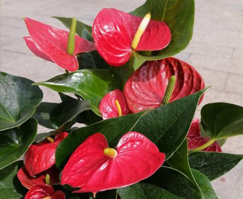 红掌花片变色的原因是什么？如何预防花片变色？