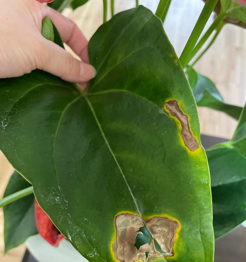 红掌花片变色的原因是什么？如何预防花片变色？