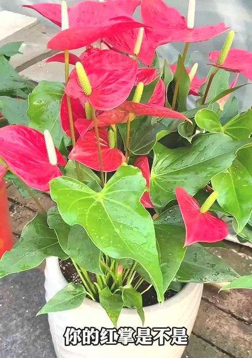 红掌花片变色的原因是什么？如何预防花片变色？