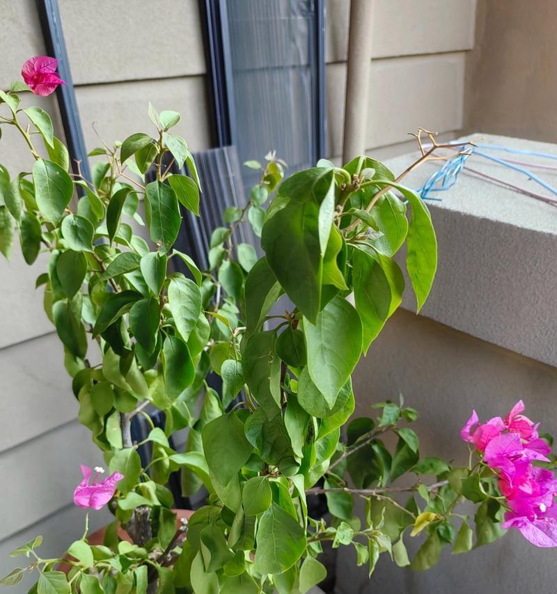 三角梅的日常养护技巧有哪些？浇水频率如何掌握？