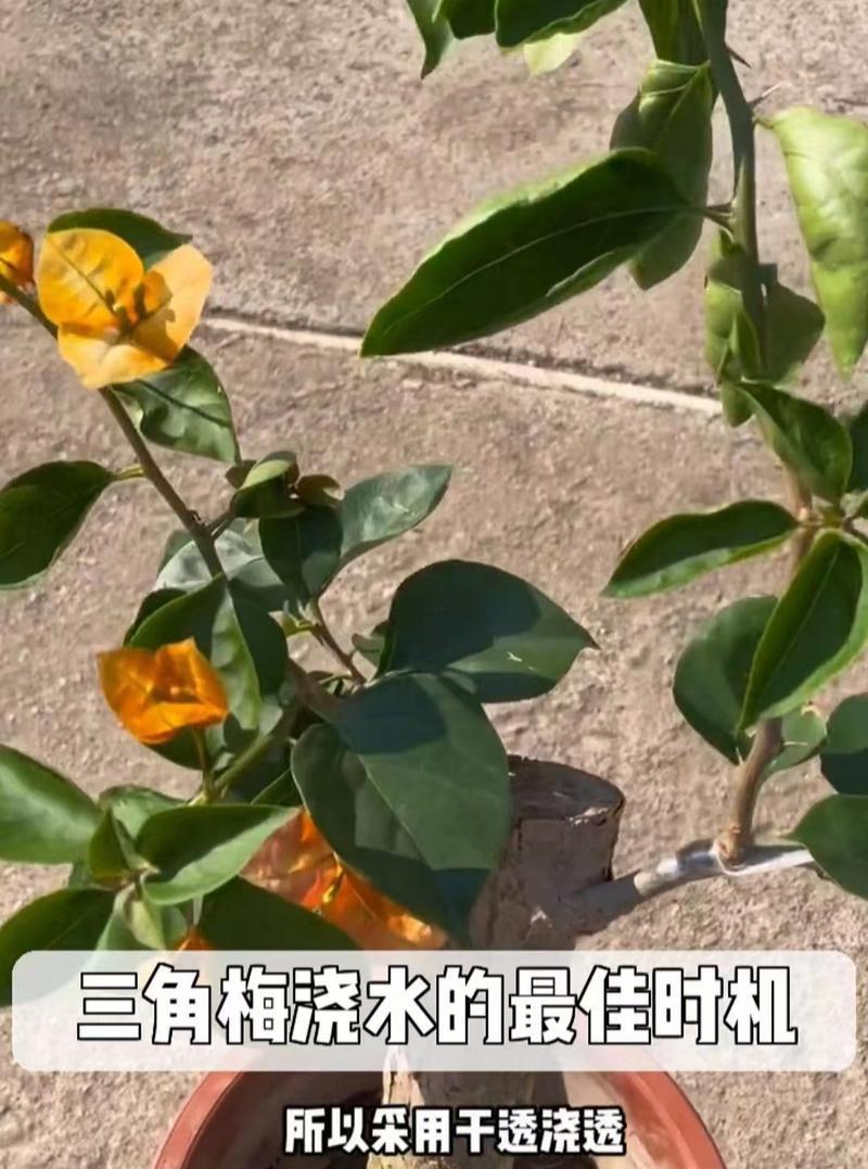 三角梅的日常养护技巧有哪些？浇水频率如何掌握？