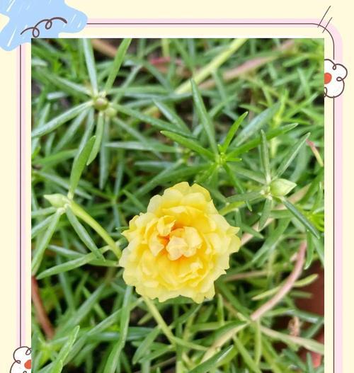 喜欢阳光的花有哪些？哪些花卉需要充足的阳光？