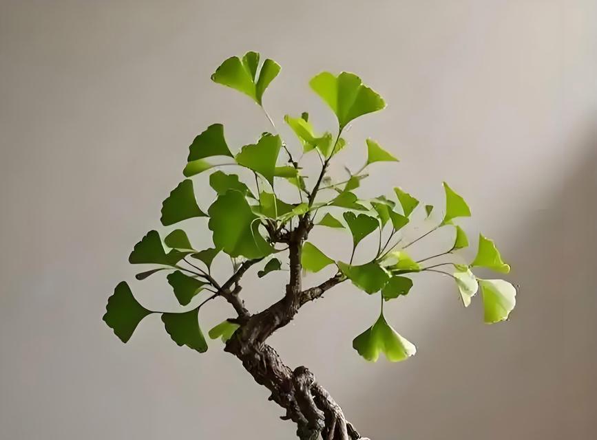 银杏树盆景的养殖环境要求是什么？