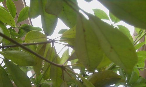 鸭掌木遭遇虫害如何处理？有哪些有效的防治方法？