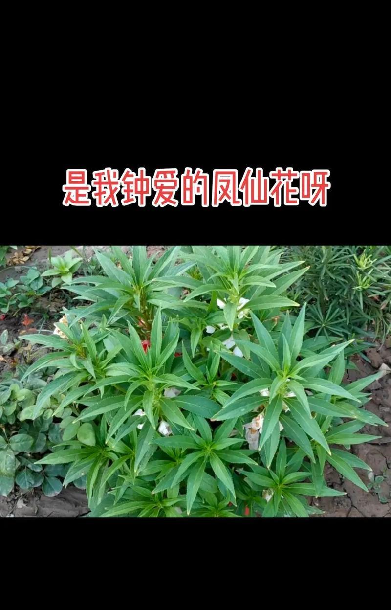 凤仙花的养殖方法有哪些？如何确保凤仙花茁壮成长？