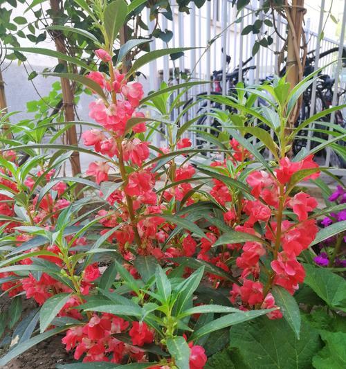凤仙花的养殖方法有哪些？如何确保凤仙花茁壮成长？