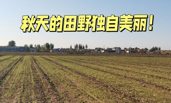 秋天田野常见的绿色植物有哪些？
