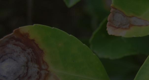 玉树叶斑病的治疗方法有哪些？