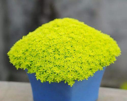 黄金薄雪万年草的养殖方法是什么？需要注意什么？