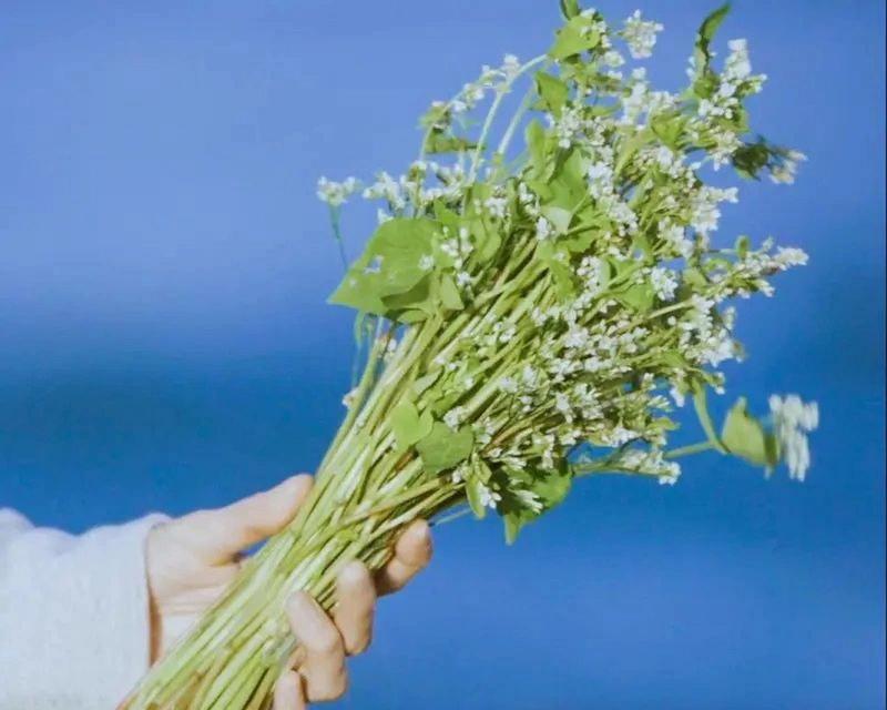 荞麦花送人有何含义？荞麦花的花语是什么？