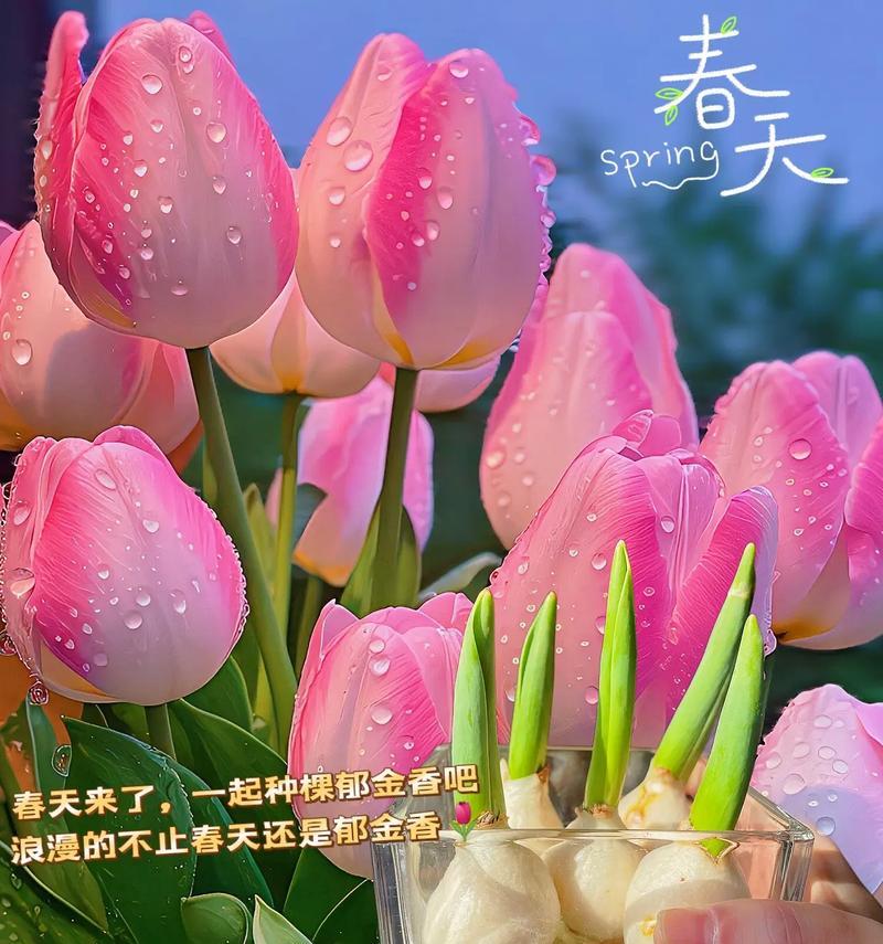 郁金香黄色的花语寓意是什么？它在花语中代表了什么？