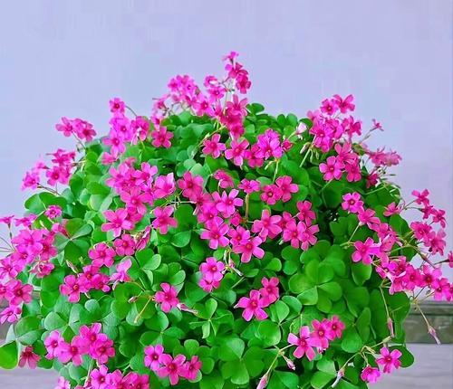 一年到头都能开花的5种花有哪些？如何种植养护？