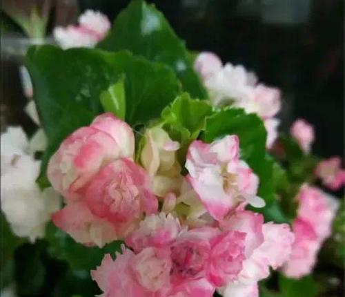 一年到头都能开花的5种花有哪些？如何种植养护？