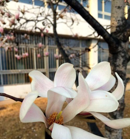 玉兰家族双生花的花期、叶片、树形如何全方位对比？