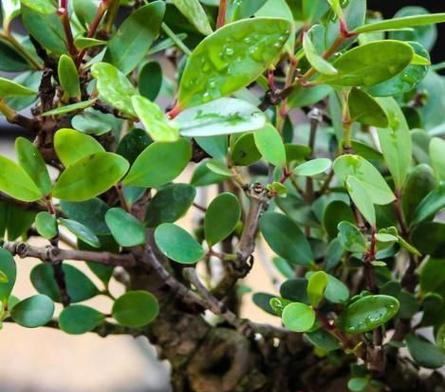 玉兰家族双生花的花期、叶片、树形如何全方位对比？