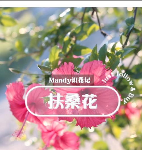 扶桑花花期是四月至十一月吗？如何持续盛开？