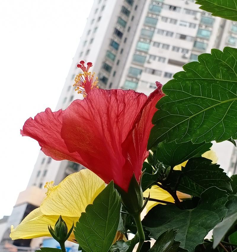 扶桑花花期是四月至十一月吗？如何持续盛开？