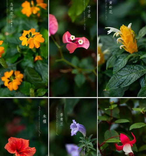 扶桑花花期是四月至十一月吗？如何持续盛开？
