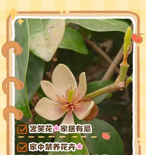 含笑花的繁殖与养护全攻略是什么？如何科学养护？