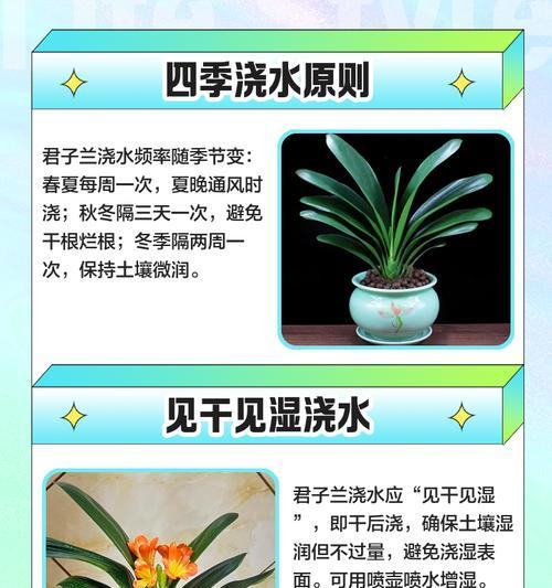 君子兰开花养护指南是什么？如何科学养护？