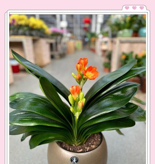 君子兰开花养护指南是什么？如何科学养护？