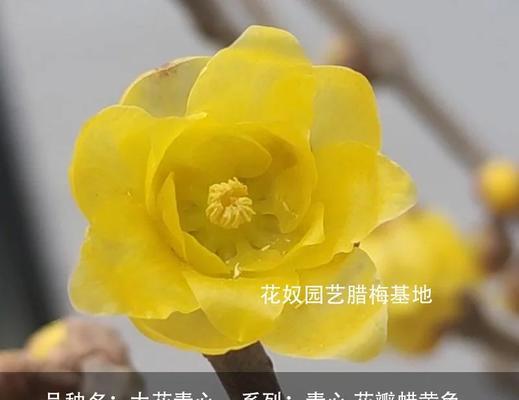 腊梅开花时间是什么时候？有哪些相关特点？