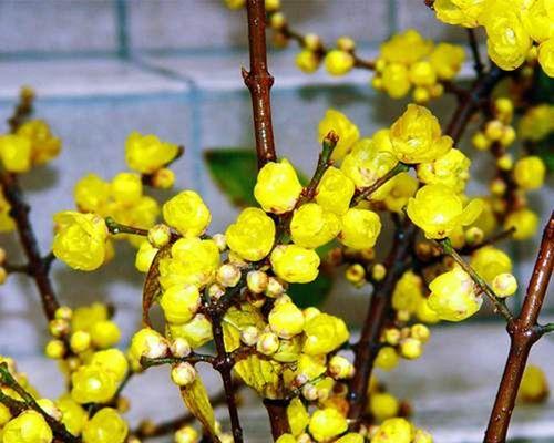 腊梅开花时间是什么时候？有哪些相关特点？