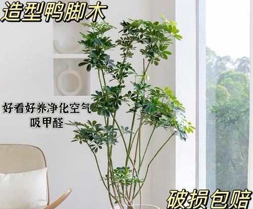 鸭掌木叶形及养护全解析是什么？如何科学养护？