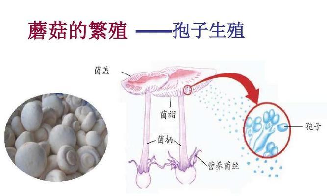 有性繁殖和无性繁殖有什么区别？如何选择？