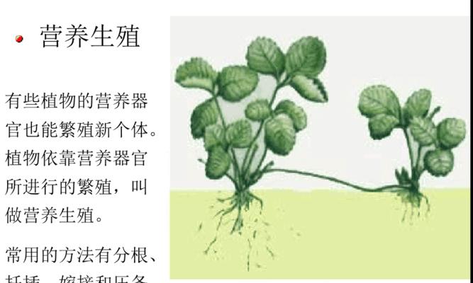 有性繁殖和无性繁殖有什么区别？如何选择？