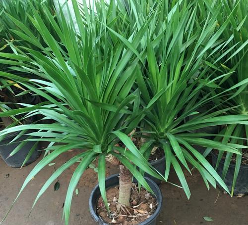 龙血树和龙须树是一种植物吗？它们有什么不同？