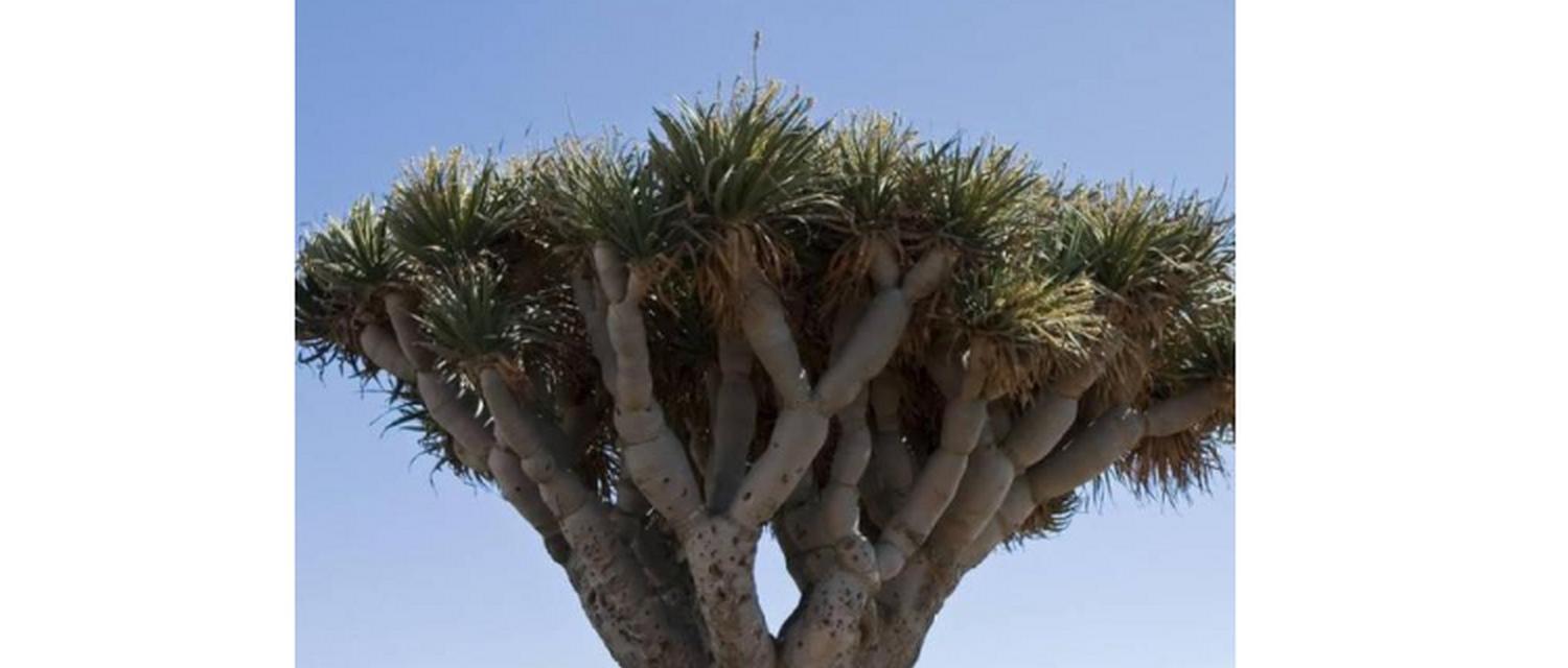 龙血树和龙须树是一种植物吗？它们有什么不同？