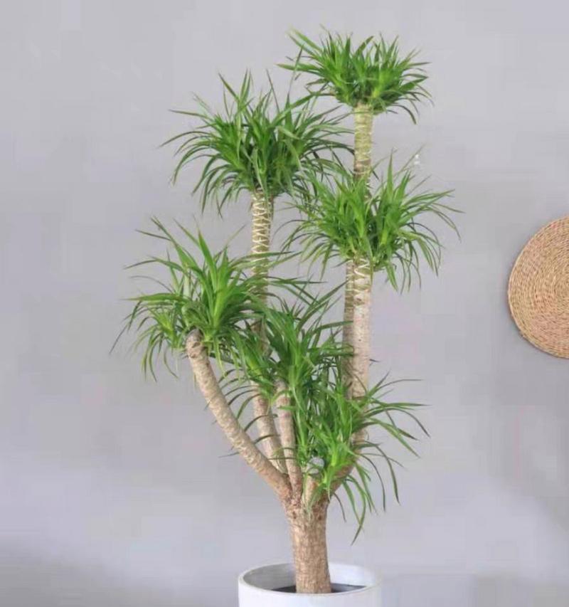龙血树和龙须树是一种植物吗？它们有什么不同？