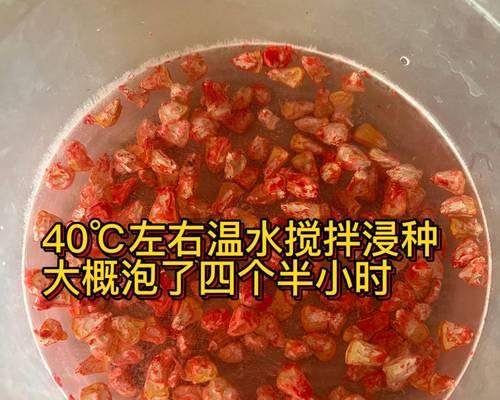 玉米种子催芽方法步骤是什么？如何操作？