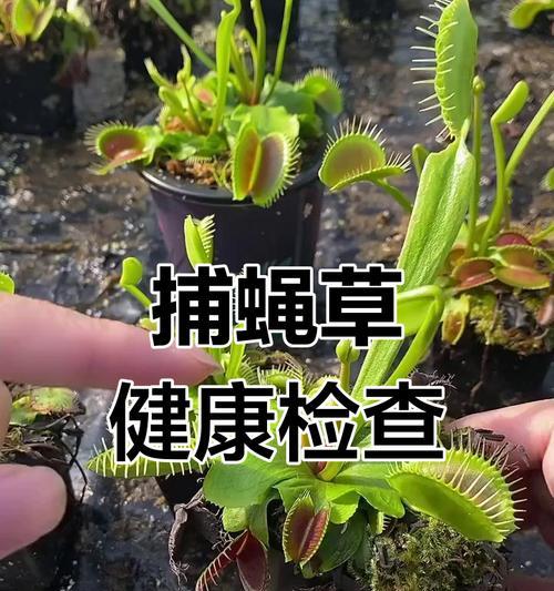 捕蝇草种植方法及注意事项是什么？如何科学养护？