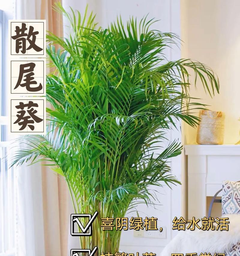 凤尾竹怎么养？养殖过程中应注意哪些问题？