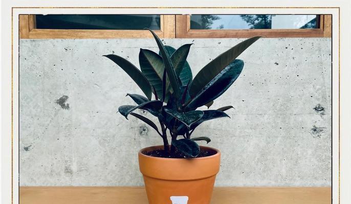 橡皮树开花是真的吗？网友分享经验解答！