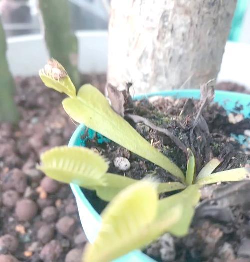 捕蝇草叶片为何变黄？根部发黑是什么原因？