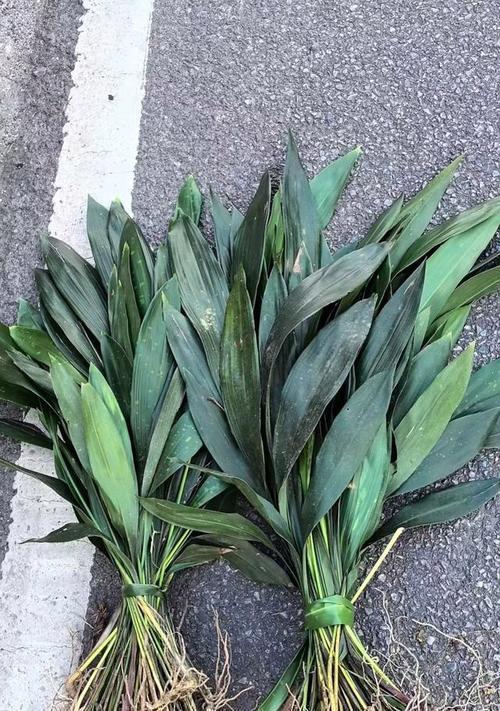 一叶兰如何种植？种植时需注意哪些事项？