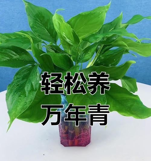 万年青怎么种？选择什么样的土壤最合适？