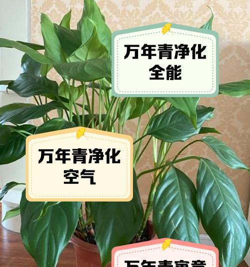 万年青怎么种？选择什么样的土壤最合适？
