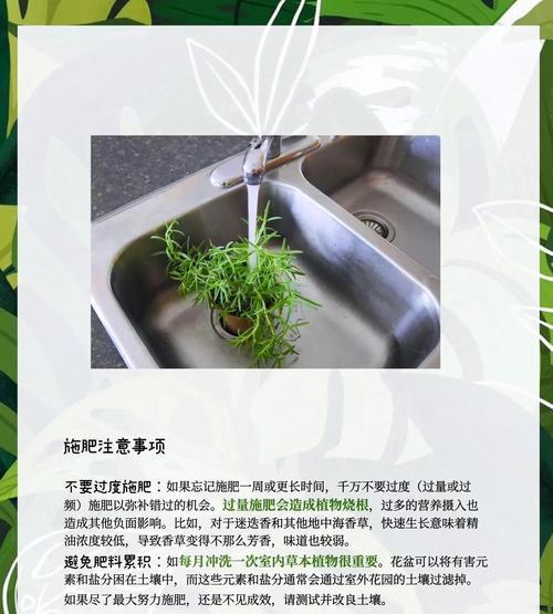 茄子种子如何催芽？三步轻松搞定发芽问题！