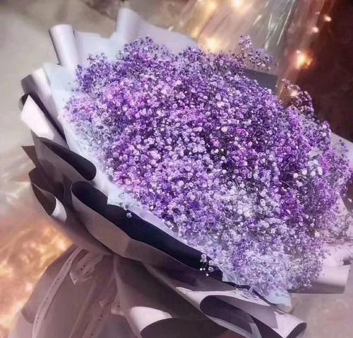 满天星如何养护？展现其独特魅力的秘诀是什么？