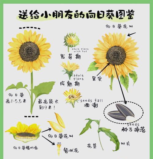 向日葵何时开花？夏季绽放的奥秘何在？