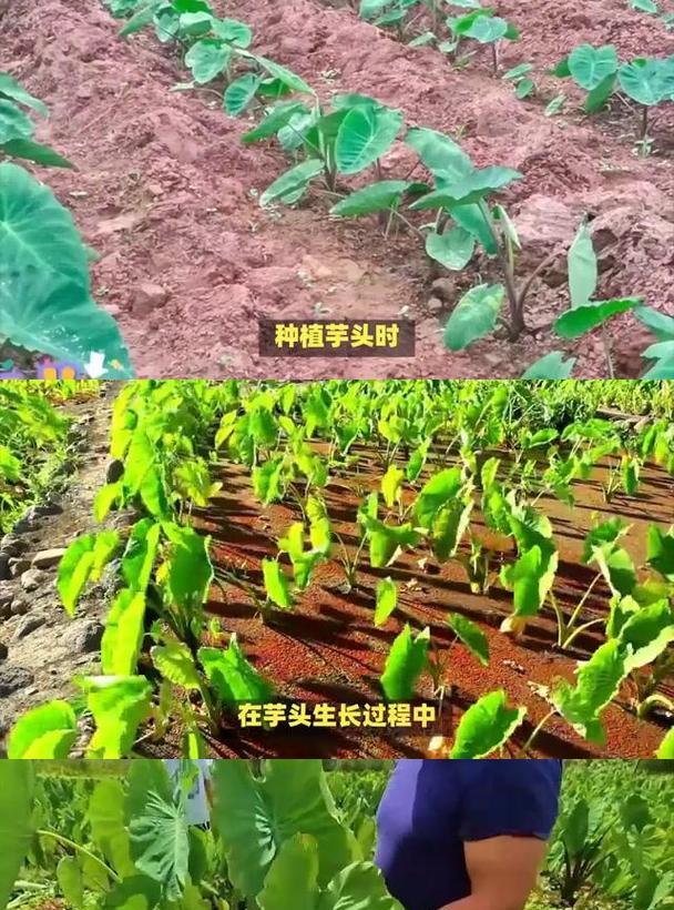 芋头种植方法有哪些？如何快速出苗？