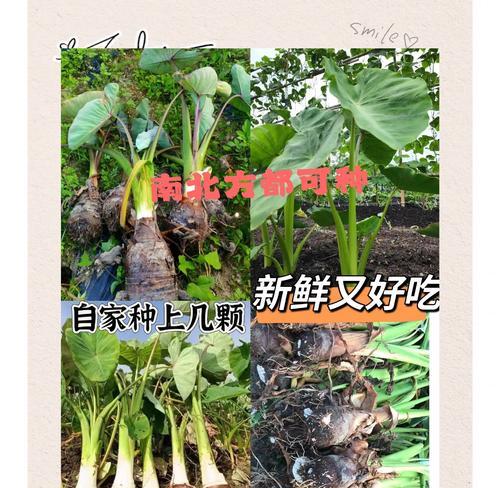 芋头种植方法有哪些？如何快速出苗？